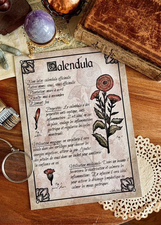 Illustration botanique "Calendula"