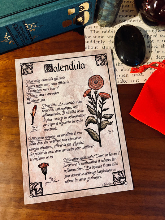 "Marigold" botanical illustration