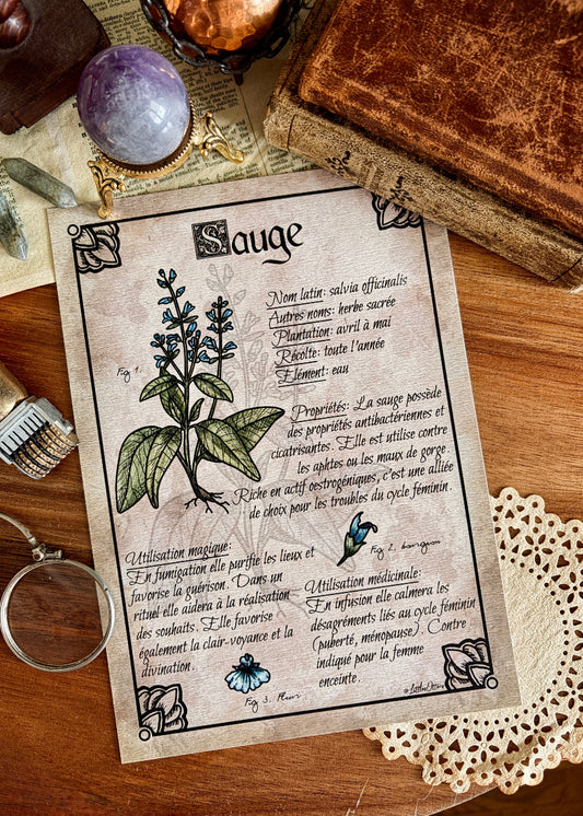 Illustration botanique "Sauge"