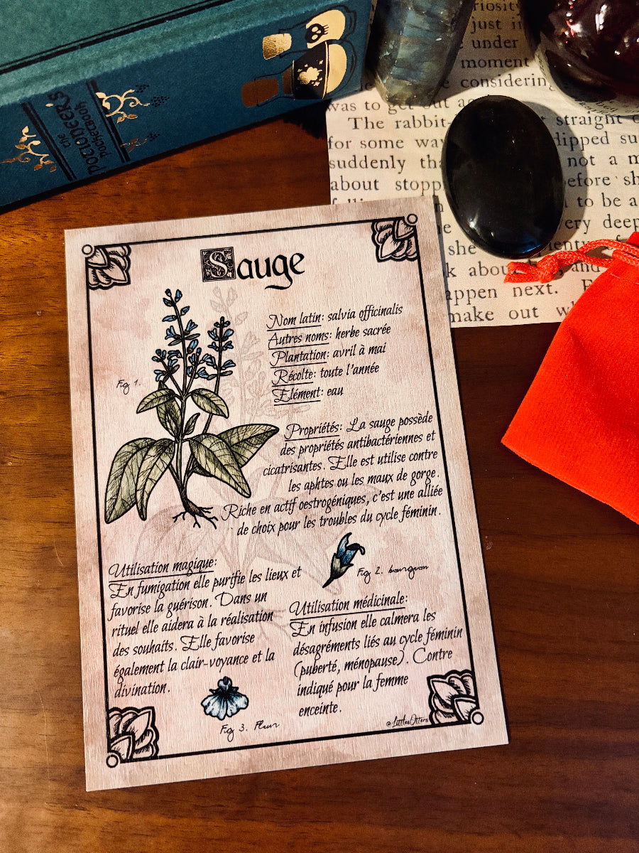 "Sage" botanical illustration